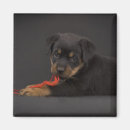 Buscar rottweiler imanes Animal