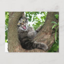 Buscar gato sorprendido postales Tabby