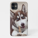 Buscar husky siberiano iphone fundas Perro de nieve