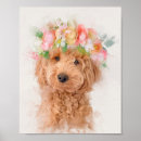 Buscar goldendoodle posters Cachorro