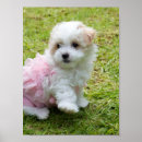 Buscar caniche arte Perrito