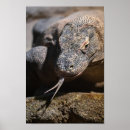 Buscar monitor arte Lagarto