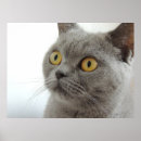 Buscar felis posters Animales