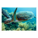Buscar mar rojo posters General y unisex