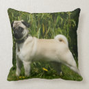 Buscar carlino cojines Mirada de la cámara