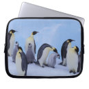 Buscar emperadores electronica Pingüino emperador