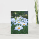 Buscar margaritas blancas tarjetas Lindo