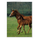 Buscar potro de la yegua postales Pura sangre