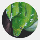 Buscar deslizar pegatinas Reptil