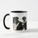 Buscar border collie tazas Animal