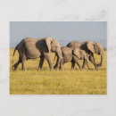 Buscar elephant postales Safari