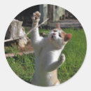 Buscar depredadores pegatinas Felino
