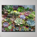 Buscar plantas suculentas posters General y unisex