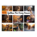 Buscar golden retriever calendarios Perros