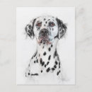 Buscar dalmacia postales Cachorro