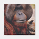 Buscar primate imanes Orangután