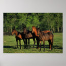 Buscar pura sangre posters Caballo