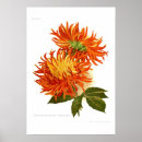 Buscar de la dalia posters Botánico