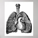 Buscar pulmón arte Corazón