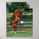 Buscar arabes posters Stallion