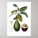 Buscar aguacate posters 8 º fruta
