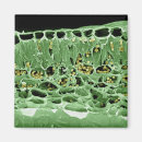 Buscar el mundo natural imanes Vista de inicio