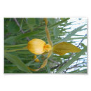 Buscar orquídeas fotografía Hermoso
