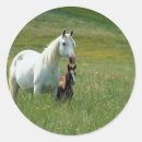Buscar yegua pegatinas Equino