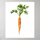 Buscar zanahoria arte Vegetal