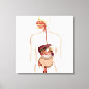 Buscar anatomía humana lienzos Ninguna gente