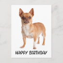Buscar cute chihuahua postales Cumpleaños