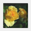Buscar florista imanes Amarillo
