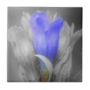 Buscar genciana Azul