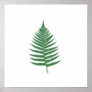 Buscar helechos verdes posters Para todos