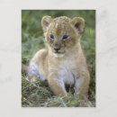 Buscar panther postales 9 º gata