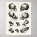 Buscar cráneo humano posters Ilustracion