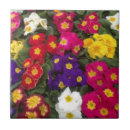 Buscar malva azulejos Jardín