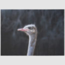 Buscar retratos papel de seda Animal