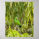 Buscar guinea posters Verde
