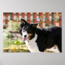Buscar border collie arte Canine photographer