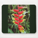 Buscar heliconia Tropical