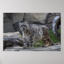 Buscar onza posters Gatos
