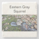 Buscar oriental posavasos Ardilla gris oriental