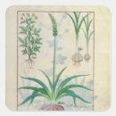 Buscar plantas medicinales postales Curativo