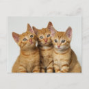 Buscar rostros postales Gatito
