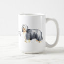 Buscar collies barbudos tazas Barbarie