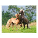 Buscar caballo divertido posters Para ella