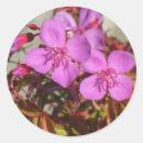 Buscar begonias pegatinas Flores