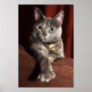 Buscar kat posters Gatos