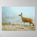Buscar mula posters Naturaleza
